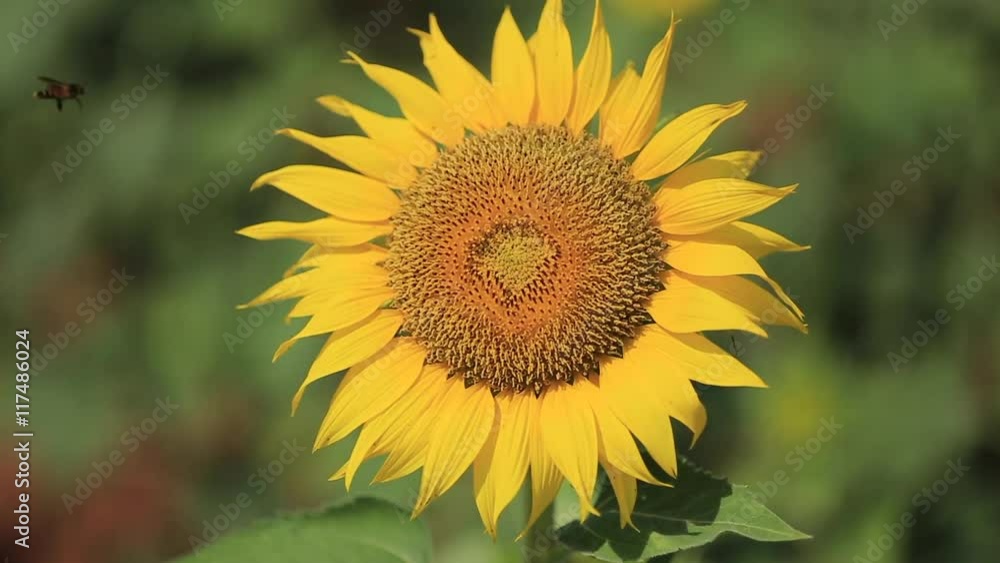 bees are flying around sunflower to suck nectar bees are flying around sunflower to suck nectar