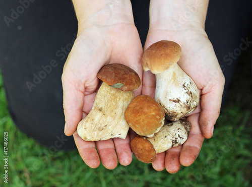 mushrooms, boletus