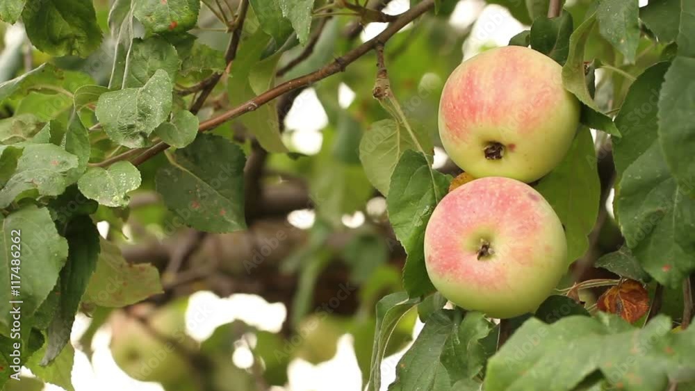 ripe apples on a tree branch. ripe apples on a tree branch.