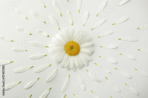 Fototapeta Naklejka Na Ścianę i Meble -  Daisy flower with petals on white background