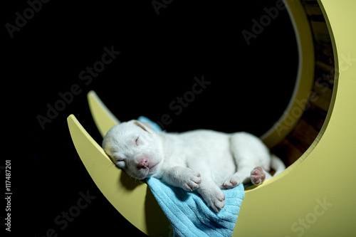 White puppy sleeping on moon 