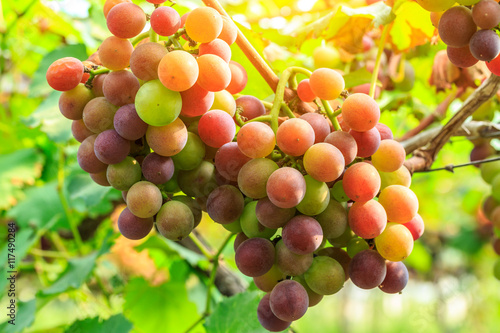 Ripe grapes in the vineyard,in the autumn season