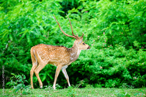 Animal, Indian Spotted Deer, Axis axis in the wild with copy spa © srijanroyc