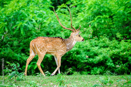 Animal  Indian Spotted Deer  Axis axis in the wild with copy spa