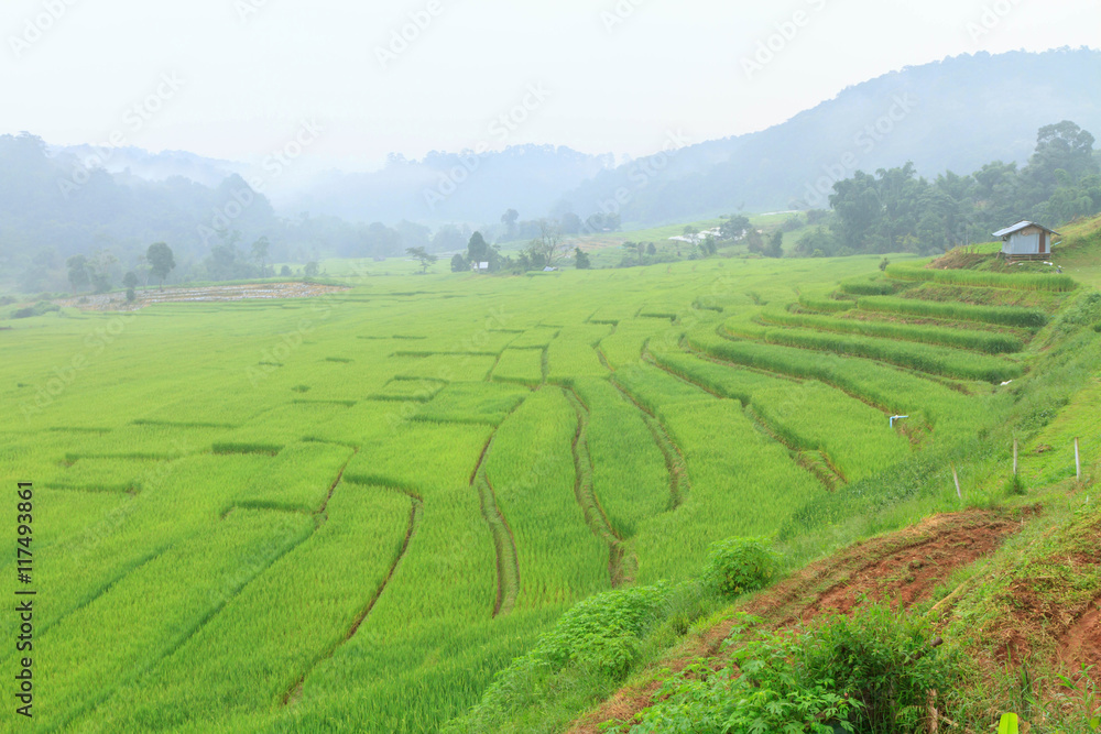 rice terrace with the mist in sunrise time rice terrace with the mist in sunrise time