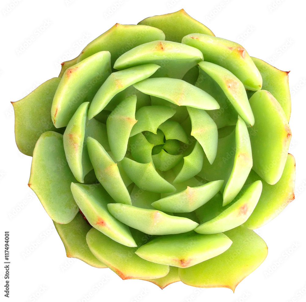 Succulent Clip Art Succulent Clip Art