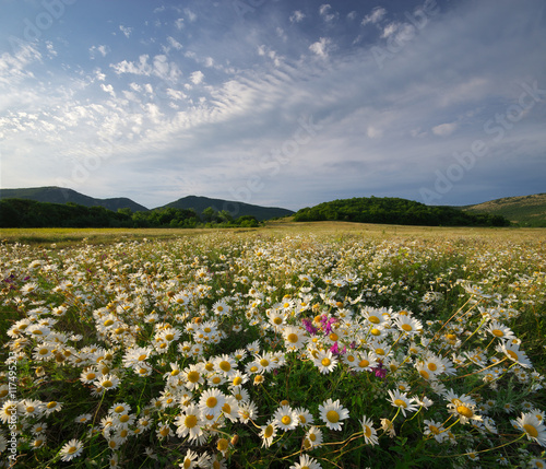 Spring daisy flowers © GIS