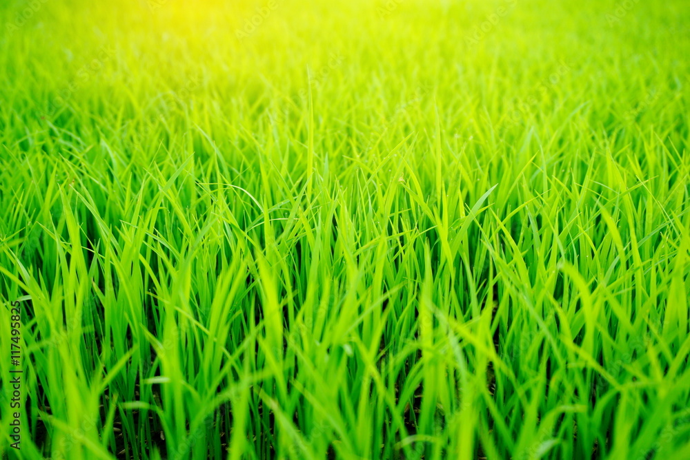 Fototapeta premium green rice field with sunlight in the morning landscape background