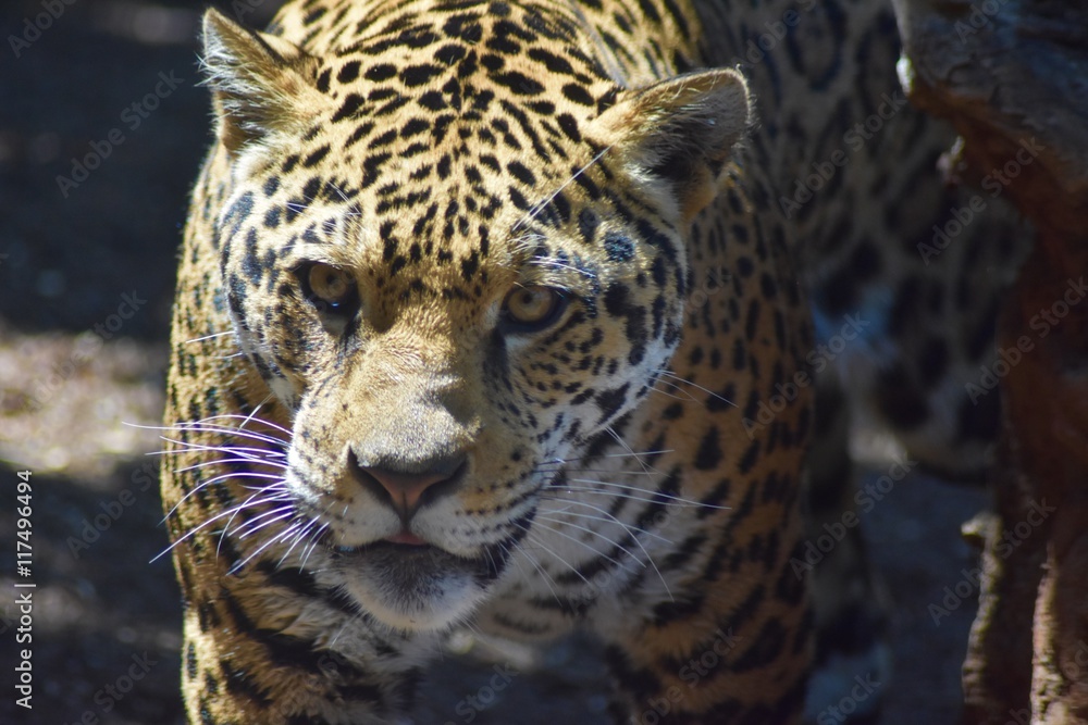 Fototapeta premium Daring Leopard