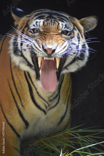 Fototapeta Naklejka Na Ścianę i Meble -  Feisty Tiger