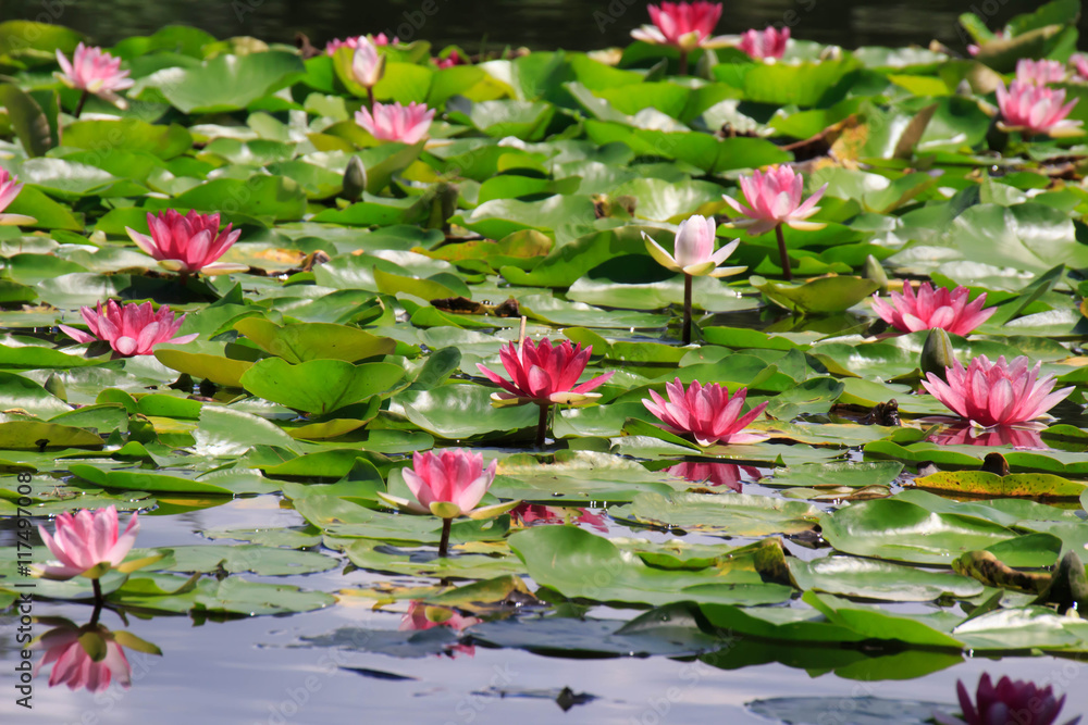 Water Lilies of Saitama City Minuma natural park Water Lilies of Saitama City Minuma natural park