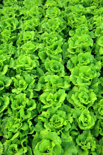 green lettuce crops in growth at vegetable garden