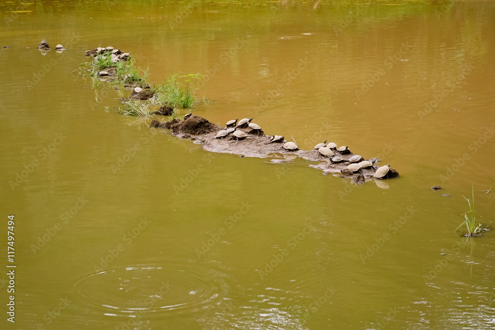 Group of turtles in green pond water Group of turtles in green pond water