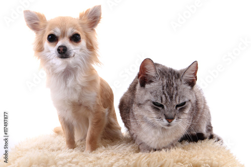 cat and chihuahua are resting © jonnysek