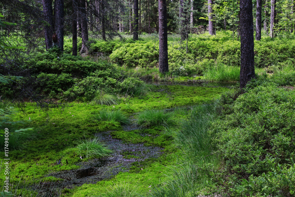 Wetland forest with green carpets of moss. Wetland forest with green carpets of moss.
