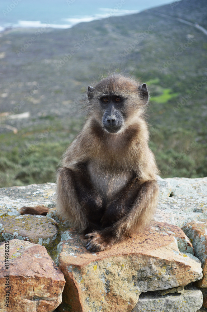 Baboon, Cape Point