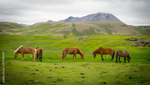 Chevaux d'Islande © Franck Legros