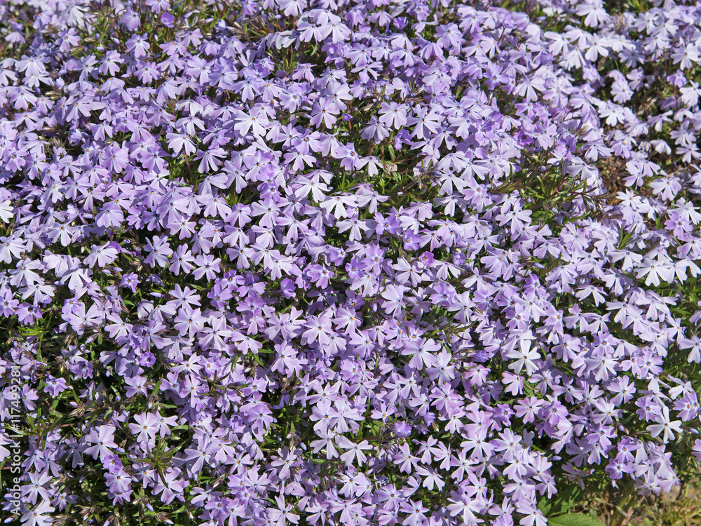 Polsterphlox, Phlox subulata