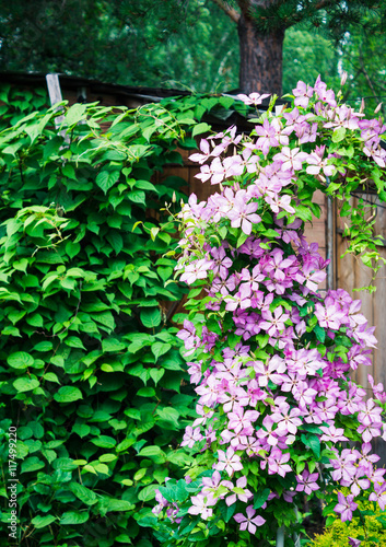 Clematis flowers in the garden