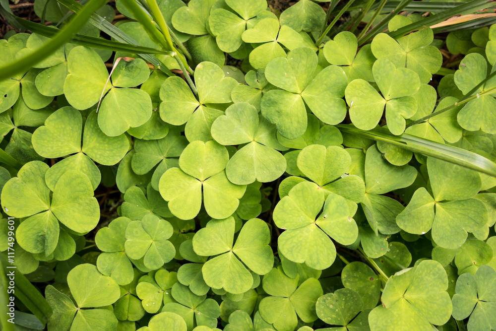 Wood sorrel leaves in a Nordic forest Wood sorrel leaves in a Nordic forest