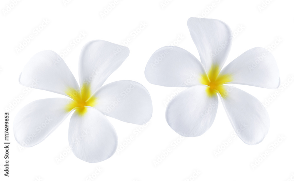 Plumeria Plumeria