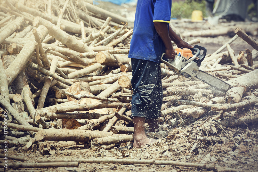 Obraz premium Mężczyzna rąbanie drewna piłą łańcuchową. Wytnij kawałek drewna jako paliwo.
