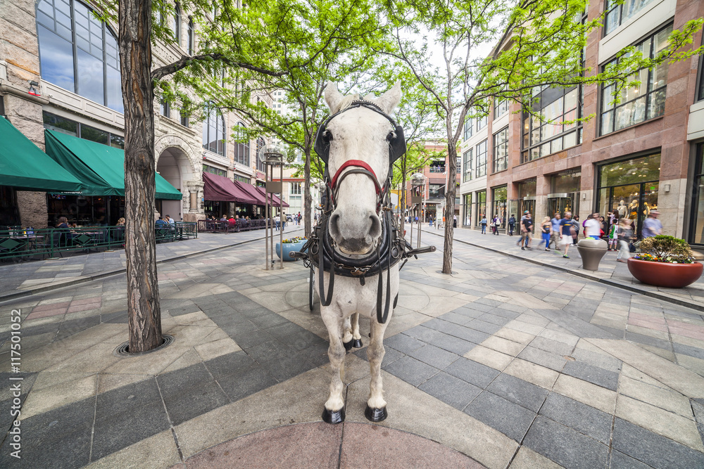 Fototapeta premium White horse on the promenade in Denver, Colorado
