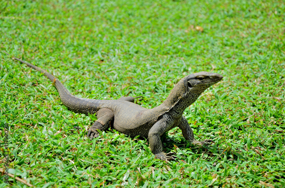 Bengal monitor lizard Varanus bengalensis on green grass 