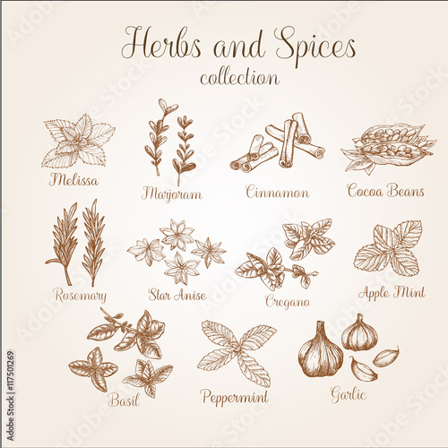 Hand drawn spices vintage set. It can be used for design packaging, menu etc.