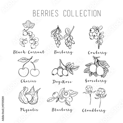 Illustration of berries collection. It can be used for design menu, packaging
