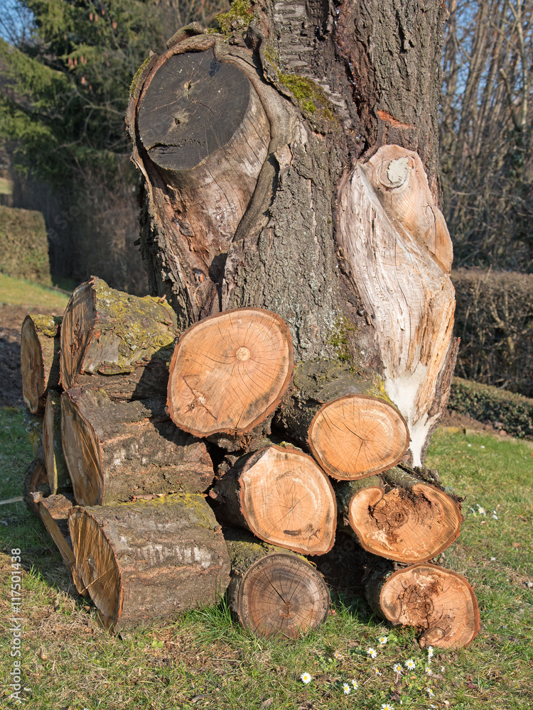 Alter morscher Kirschbaum, Brennholz Stock-Foto | Adobe Stock