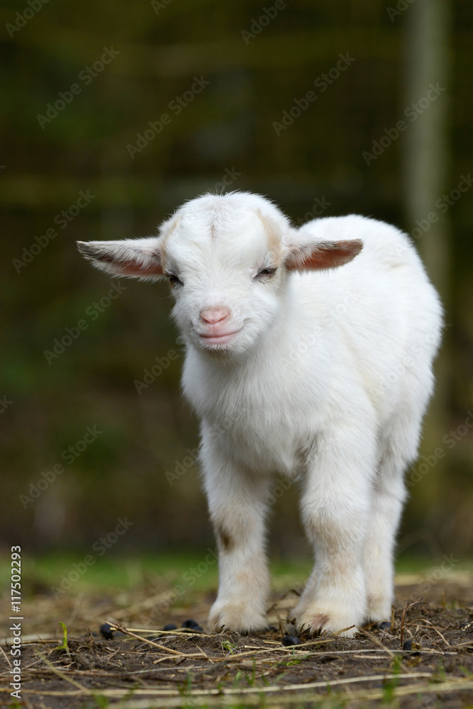 Fototapeta premium white goat kids standing on pasture