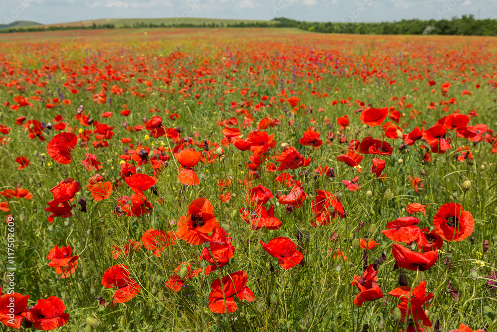 Blooming field of red poppies.