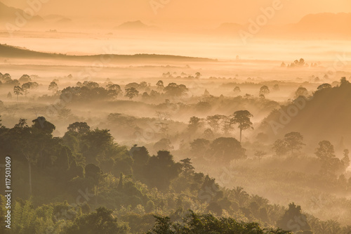 Wallpaper Mural the forest around Hin Pad, Khiri Rat Nikhom District, Surat Than Torontodigital.ca