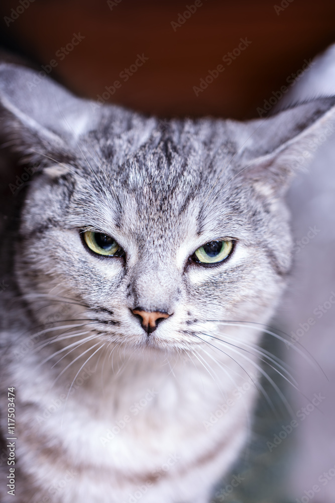 gray striped tabby cat looks portrait