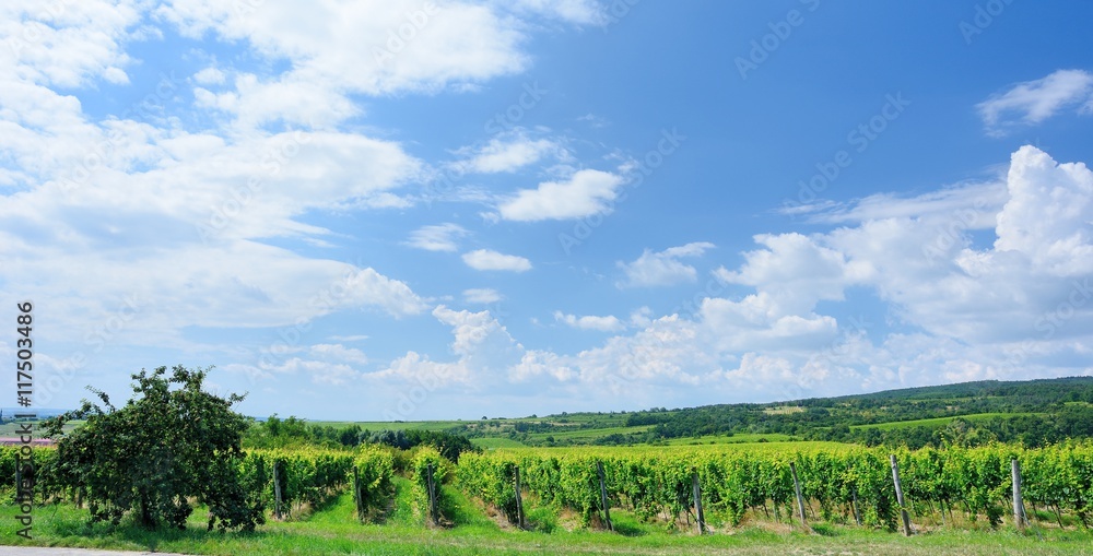 Sobes vineyard in South Moravia near Znojmo town in Czech Republic. One of the oldest and best placed vineyard in Europe. Vineyard in day with blue sky.