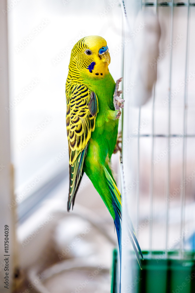 Fototapeta premium parrot bird cage