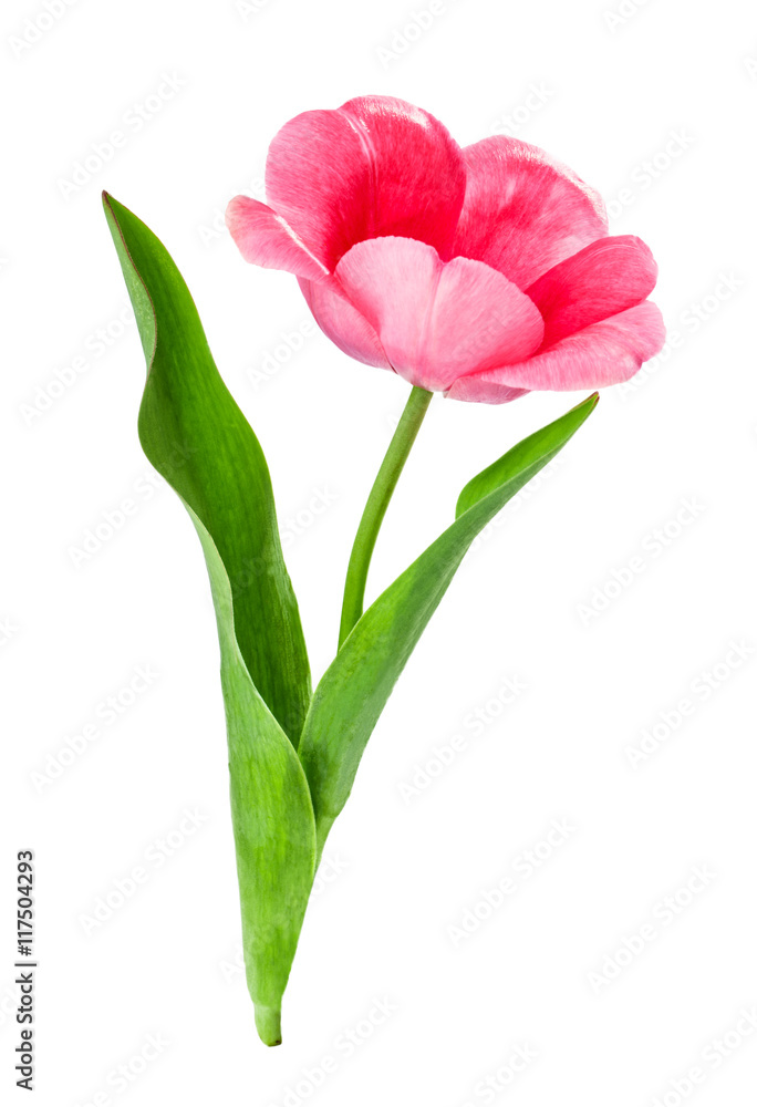 tulip flower isolated on white