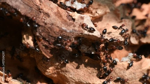 Red head black body fire ants honeypot Myrmecocystus detail macro inside anthill on a tree photo