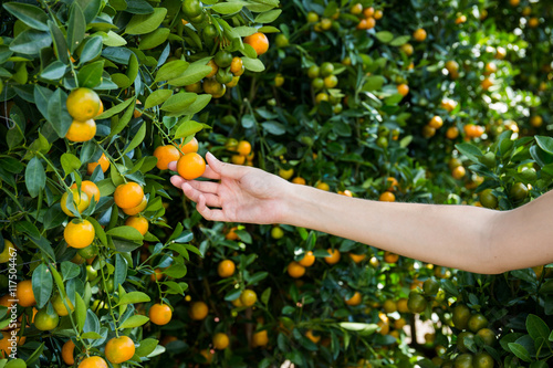 Hand picking of orange mandarin fruits in garden