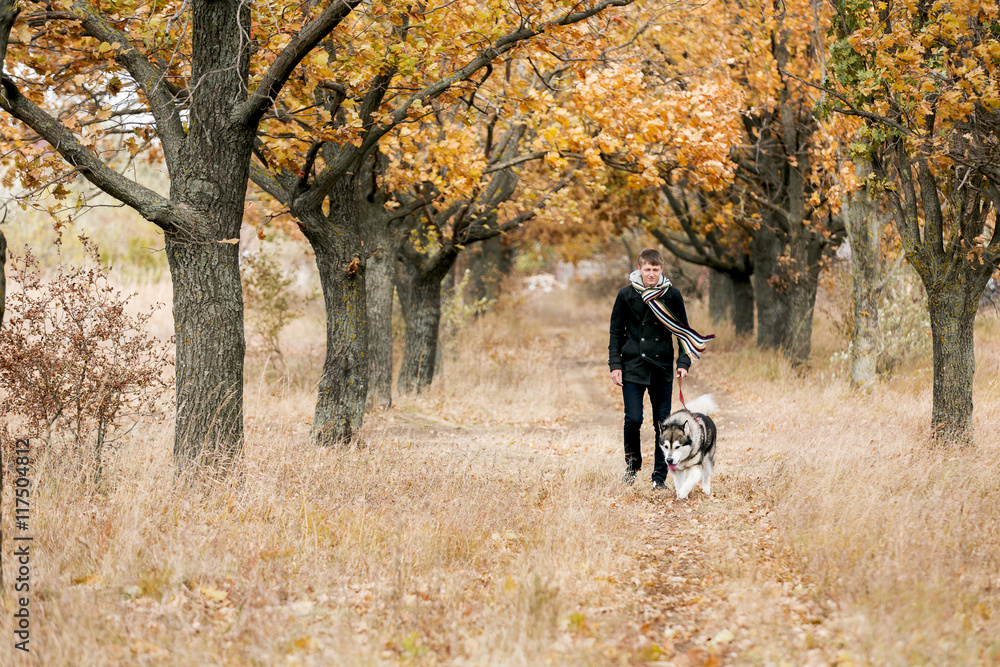 Fototapeta premium man walking with a dog Husky