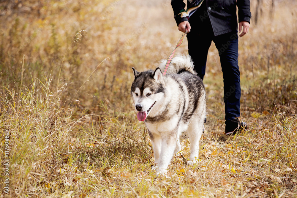 man walking with a dog Husky