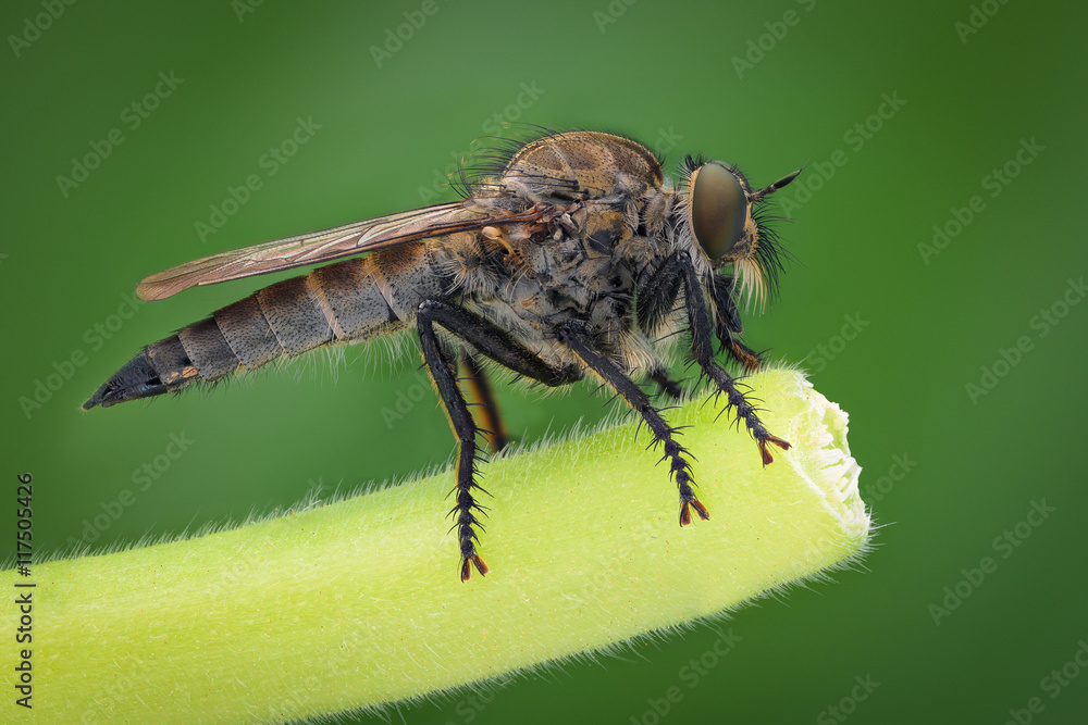 Extreme magnification - Robber fly, side view Extreme magnification - Robber fly, side view