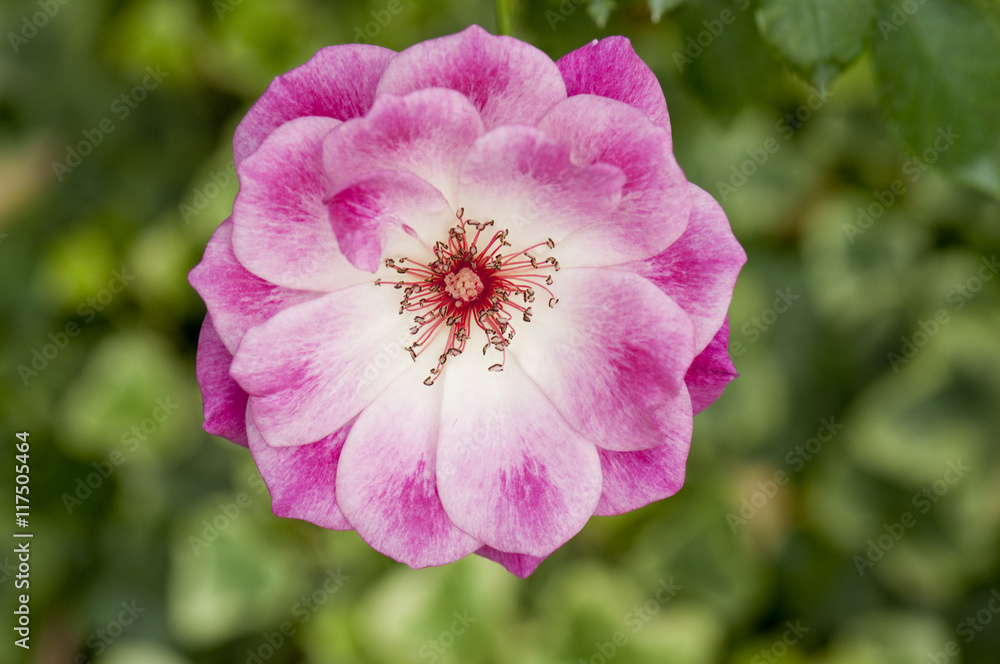 Pink rose head