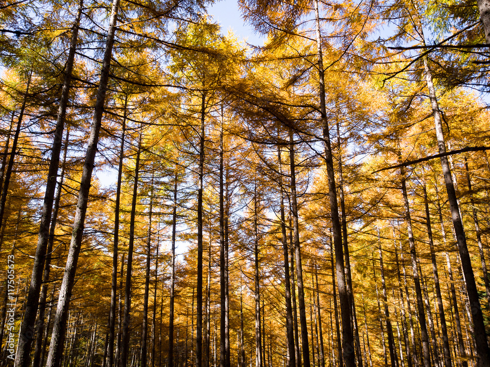 Tall birch and aspen trees in autumn season,Minami South Alps, Japan Tall birch and aspen trees in autumn season,Minami South Alps, Japan