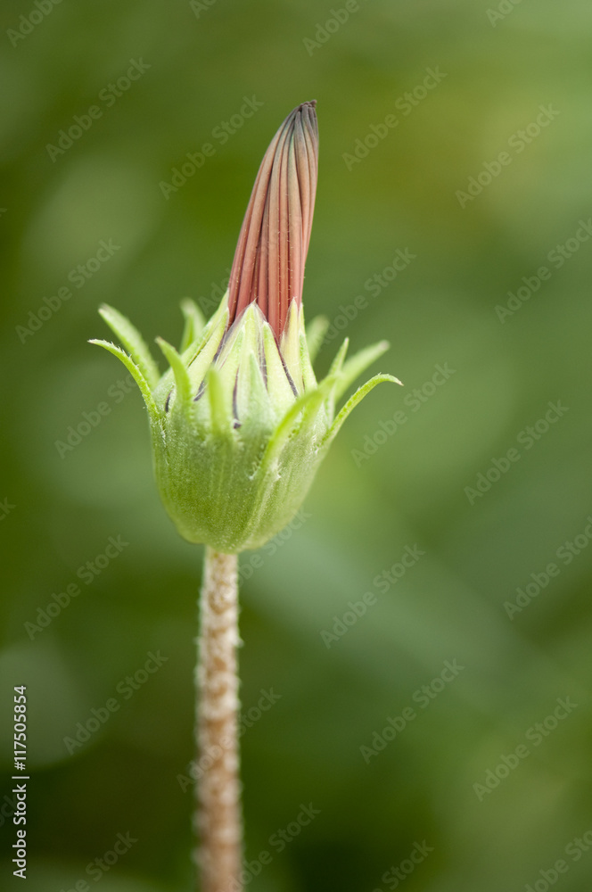 Gazania flower bud