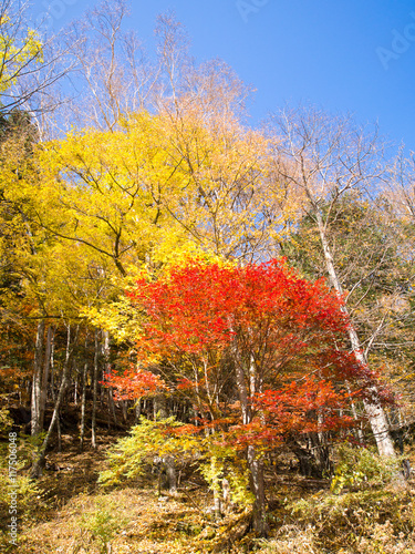 Autumn maple tree in forest  Minami South Alps  Japan