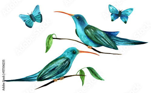 Teal blue watercolor colibri birds (hummingbirds) and butterflie photo