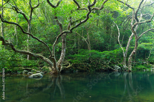 Beautiful forest and lake