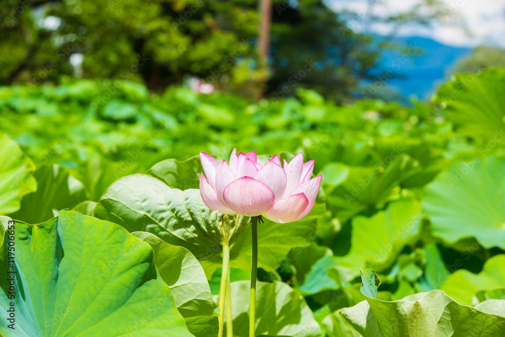 蓮の花